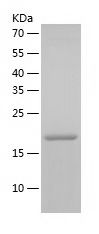 Recombinant Human RHOC