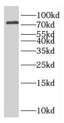 GFPT2 antibody