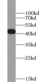 TTL antibody