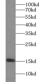 YPEL5 antibody