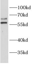 ALG6 antibody