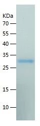Recombinant Human ABI3BP