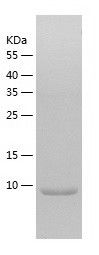 Recombinant Human CCL17