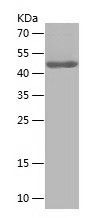 Recombinant Human TGFB1I1