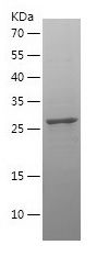 Recombinant Human CCND3