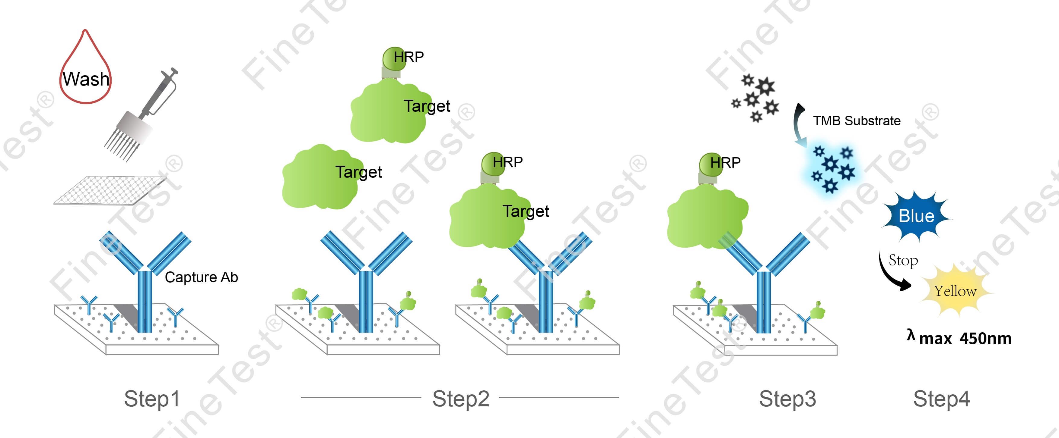 Bovine Beta-LG(beta-lactoglobulin)ELISA kit