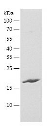 Recombinant Human ISLR