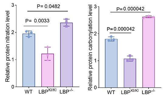 metabolic dysfunction