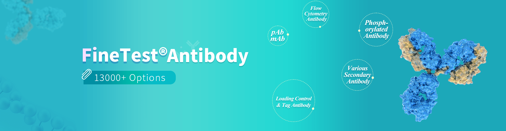 Fien Biology offers over 10,000 types of rabbit polyclonal antibodies and mouse monoclonal antibodies. Our product range includes internal reference antibodies, labeled antibodies, phosphorylation antibodies, and over 200 types of labeled secondary antibodies. With abundant product varieties and comprehensive catalog numbers, each product has undergone verification in multiple experiments to ensure stable product quality.