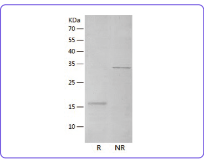 P8189-R