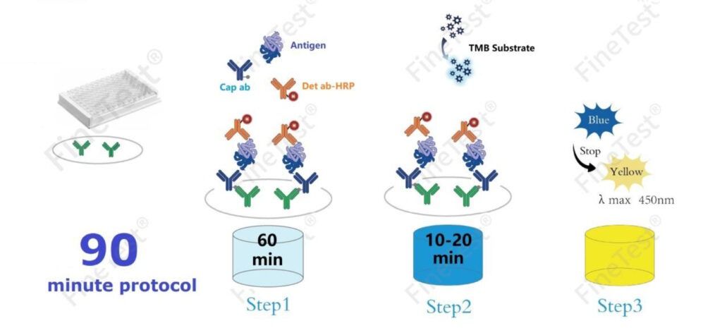 90min Rapid Assay