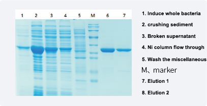soluble protein
