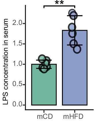 maternal obesity